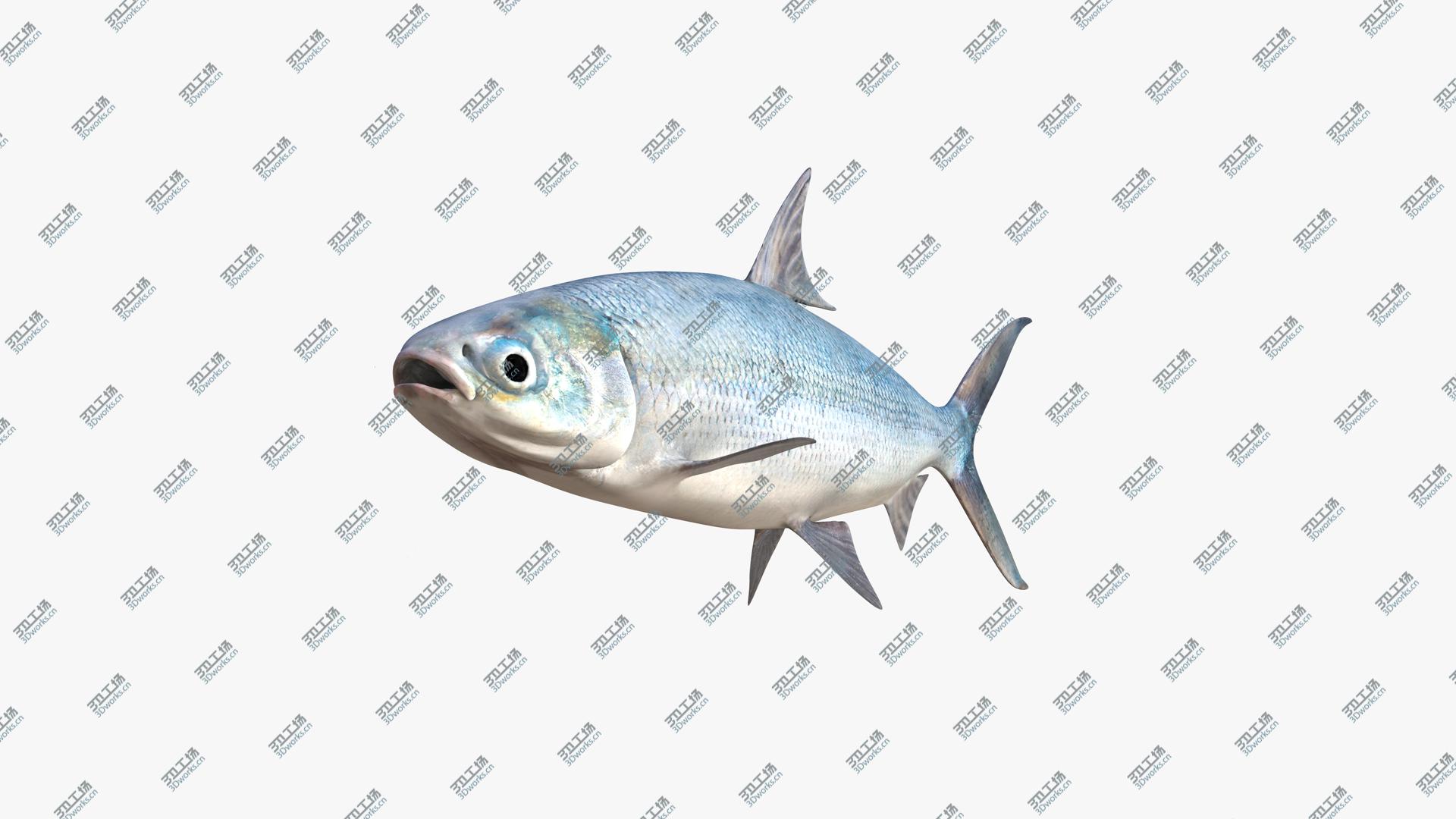 images/goods_img/2021040162/3D Milkfish/3.jpg